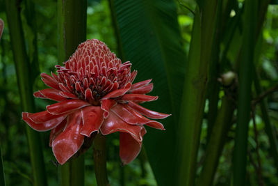 Close-up of red flowering plant