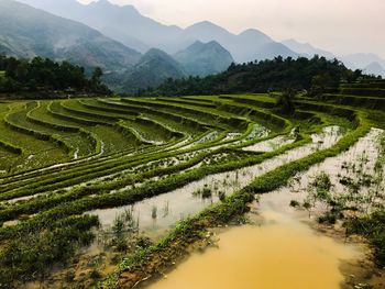 Scenic view of agricultural field against sky