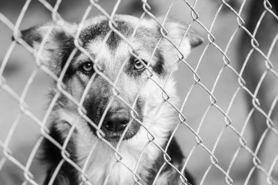 Portrait of dog seen through chainlink fence