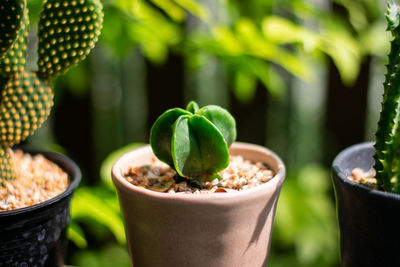 Close-up of potted plant