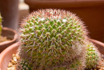 Close-up of succulent plant