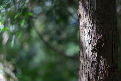 Close-up of caterpillar on tree trunk