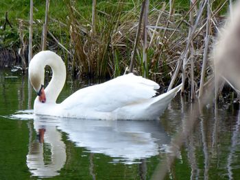 Swan floating on a lake