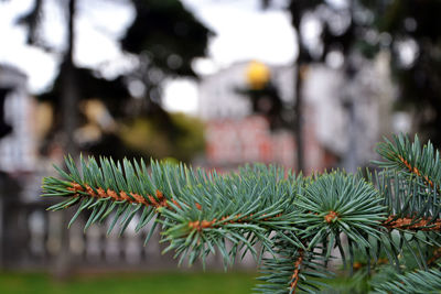 Close-up of tree in winter