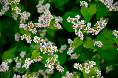 Close-up of white flowering plants