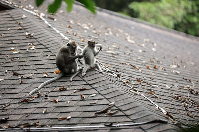 Monkey sitting on wood