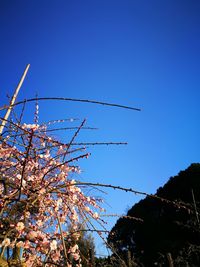 Low angle view of tree against blue sky