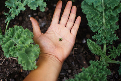 High angle view of person hand on leaf