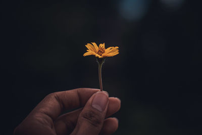 Close-up of hand holding flowering plant against black background