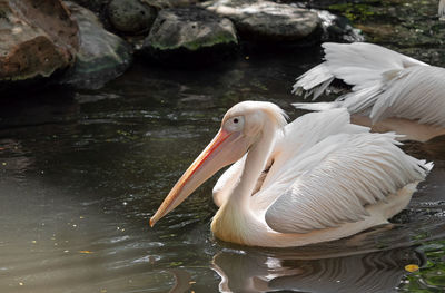 View of pelican in lake