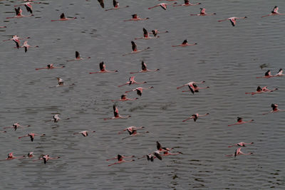 High angle view of birds in lake