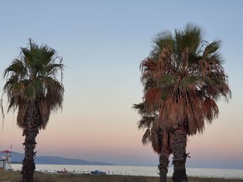 Palm tree by sea against clear sky at sunset