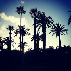 Silhouette of palm trees at sunset