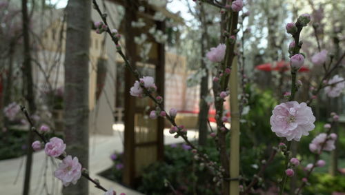Close-up of pink cherry blossom tree