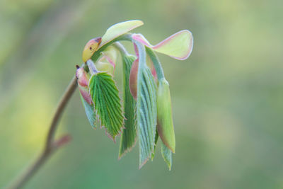 Close-up of green plant