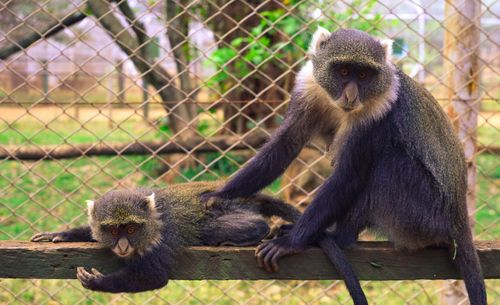 Monkeys sitting on fence at zoo