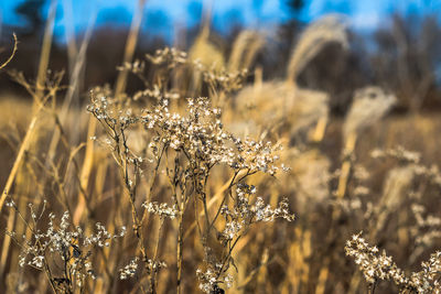 Close-up of plant growing in field