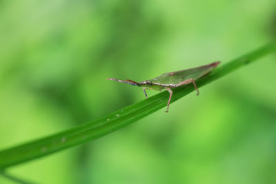 Close-up of insect on leaf
