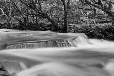 Scenic view of waterfall in forest