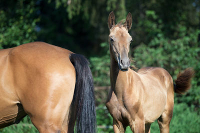 Horses standing against trees