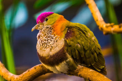 Close-up of parrot perching on branch