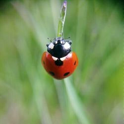 Close-up of ladybug on leaf