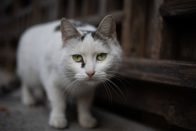 Close-up portrait of white cat