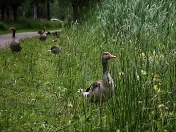 Geese in a field