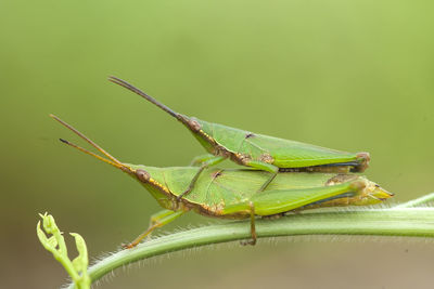 Close-up of insect on leaf