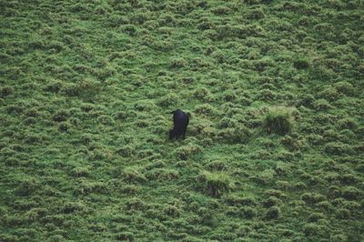 Bird on grass