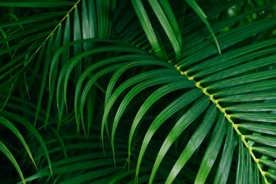 Full frame shot of palm leaves