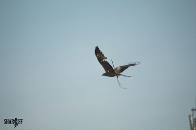 Low angle view of bird flying in sky