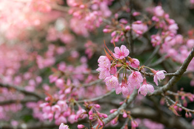 Close-up of pink cherry blossom