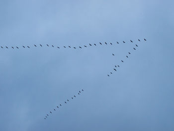 Low angle view of birds flying