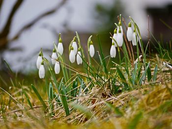 Close-up of crocus blooming on field