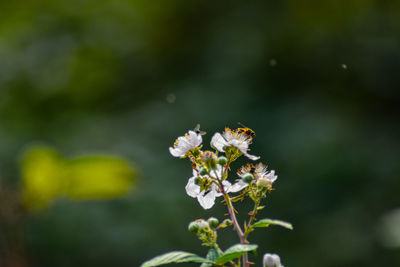 Close-up of bee pollinating flower