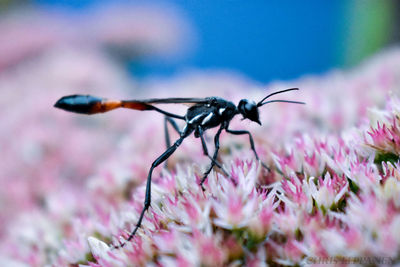 Close-up of insect on pink flower