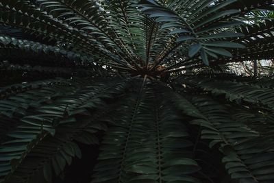 Close-up of palm tree