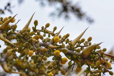 Close-up of tree against sky