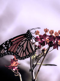 Low angle view of butterfly on pink flowers against sky