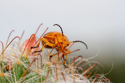 Close-up of insect on grass