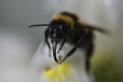 Close-up of bee pollinating on flower