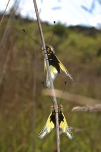 Close-up of dragonfly on plant at field