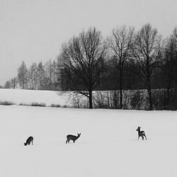 Birds on snow covered field against sky