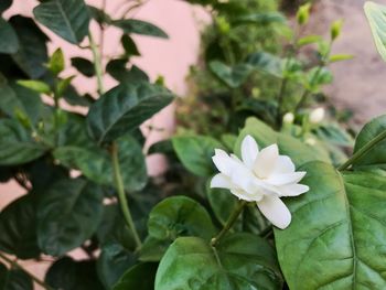 Close-up of blooming outdoors