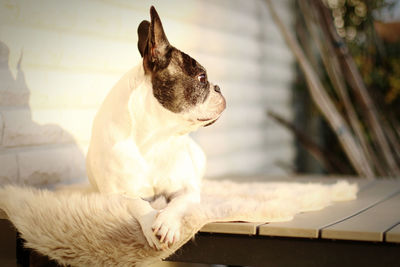 View of a dog looking away