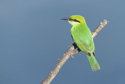 Bird perching on tree against clear sky