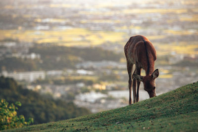 Close-up of deer on field