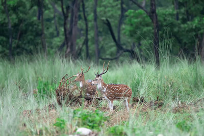 Deer in a field