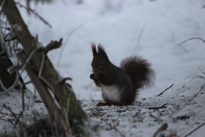 Close-up of squirrel